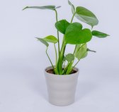 WL Plants - Monstera Deliciosa - Kamerplanten - Monstera - Gatenplant - Luchtzuiverende Kamerplanten - ± 25cm hoog – 12 cm diameter - in Grijze Pot