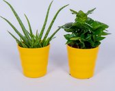2 Kamerplanten - Aloe Vera & Koffieplant - 2 stevige planten - In gele pot
