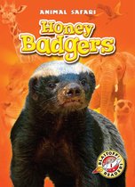 Animal Safari - Honey Badgers