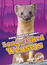 North American Animals - Long-tailed Weasels