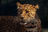 Poster Jaguar - Large 50 x 70 cm - (Dieren/Jungle) - Kinderkamer
