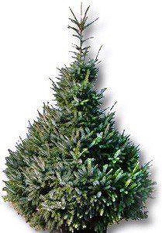 IJver Defilé Bende ECHTE kerstboom Blauw spar (Picea omorika) ca. 175cm | bol.com