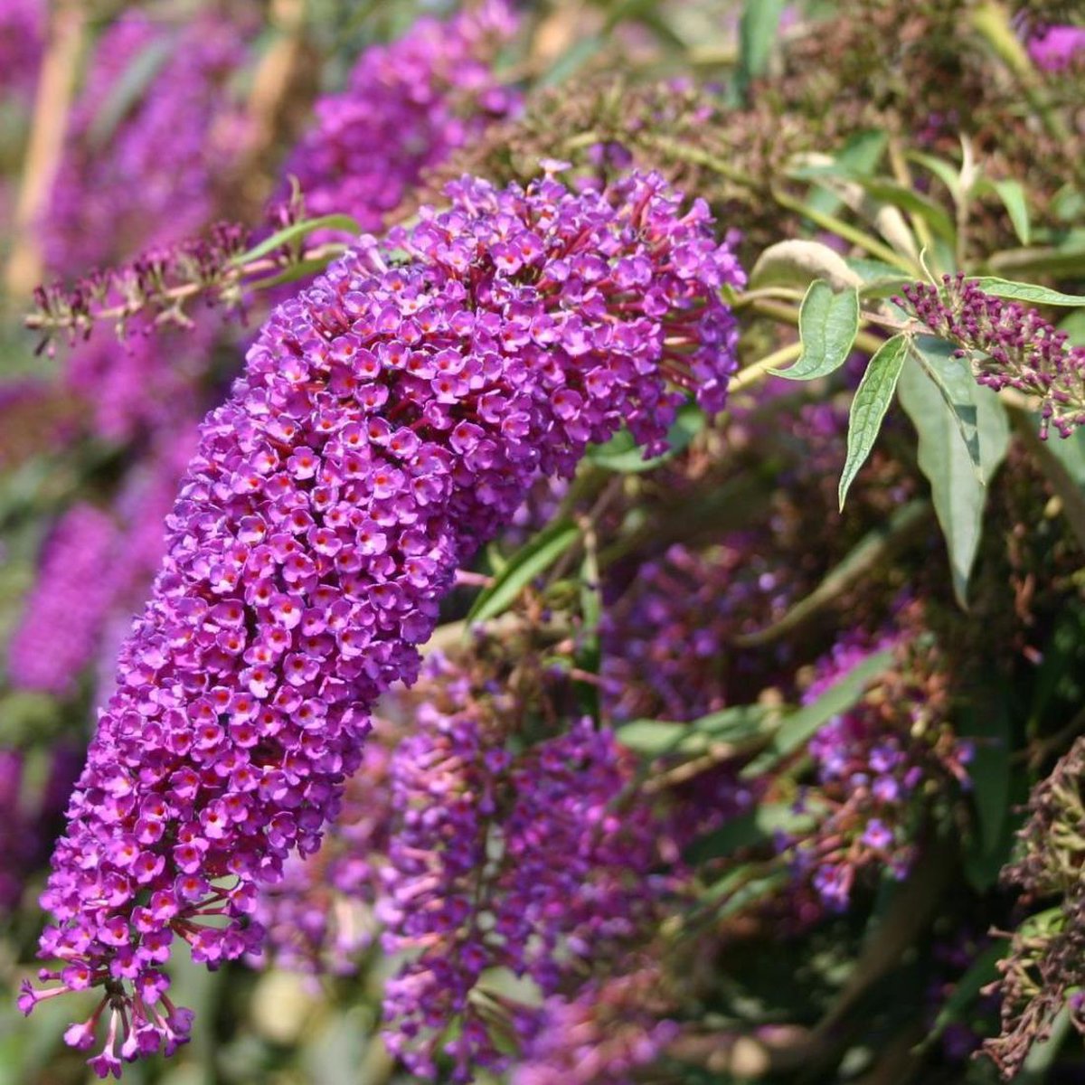 Buddleja Davidii Nanho Purple