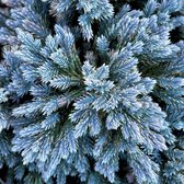 Juniperus Squamata 'Blue Star' - Jeneverbes 15-20 cm in pot