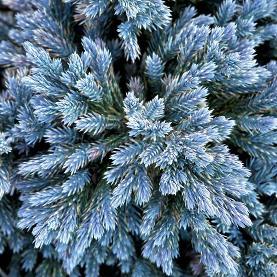 Foto: Juniperus squamata blue star jeneverbes 15 20 cm in pot