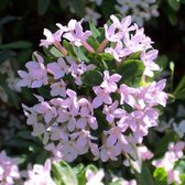 Daphne Burkwoodii 'Somerset' - Peperboompje - 30-40 cm pot: Sierlijke struik met geurende roze-witte bloemen in het voorjaar.