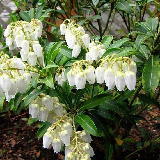 Pieris Japonica 'Purity' - Rotsheide 20-30 cm pot