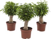 Plantjescoren.nl Ficus Natasja Pot Ø 12 cm