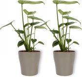2x Kamerplant Monstera Deliciosa Tauerii – Gatenplant - ±  30cm hoog – 12cm diameter - in zilverkleurige pot