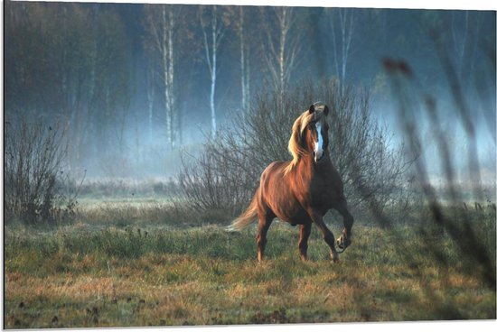 Dibond - Wild Paard in de Natuur - 90x60cm Foto op Aluminium (Wanddecoratie van metaal)