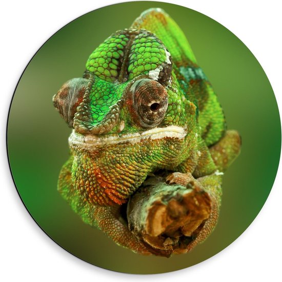 Dibond Wandcirkel - Groene Kameleon op Tak - 50x50cm Foto op Aluminium Wandcirkel (met ophangsysteem)