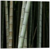 Dibond - Bos van Bamboe Bomen - 50x50cm Foto op Aluminium (Wanddecoratie van metaal)