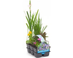 Moerings Bloeiende Vijverplanten Mix | In Thema Sixpack