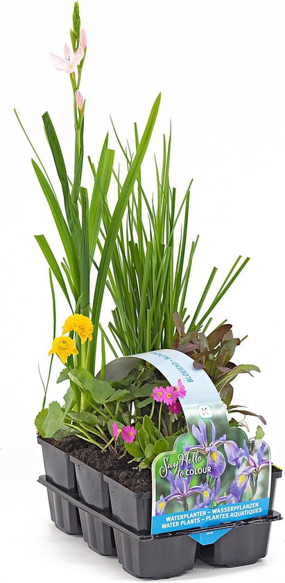 Een sixpack waterplanten met paarse irissen, roze bloempjes, gele boterbloemen en lang gras.