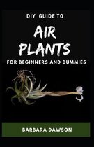 DIY Guide To Air Plants For Beginners and Dummies