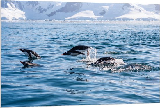 Dibond - Pinguïns zwemmend in Zee - Foto op Aluminium (Met Ophangsysteem)