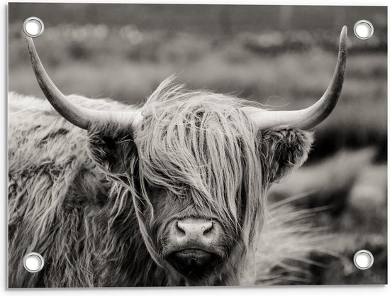 Tuinposter – Prachtige Schotse Hooglander in het Zwart/Wit - 40x30cm Foto op Tuinposter  (wanddecoratie voor buiten en binnen)