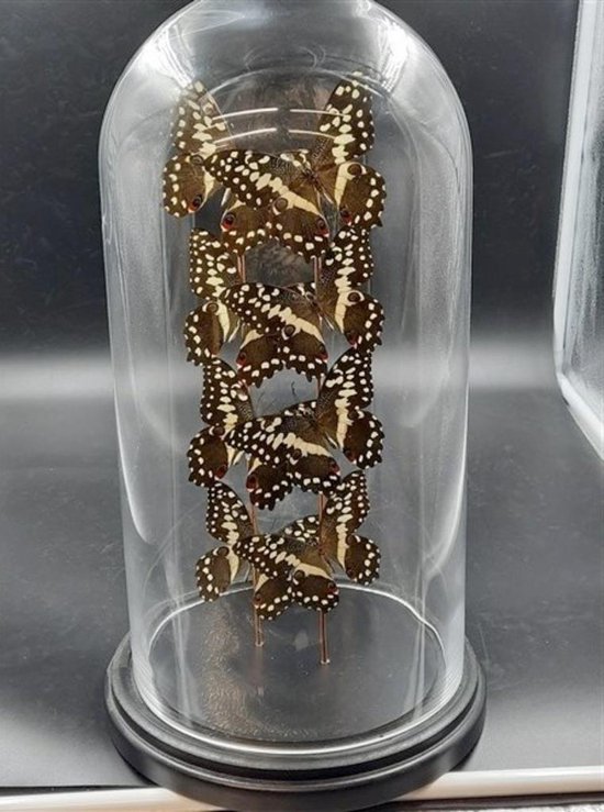 Opgezette Vlinders in Stolp - Vlinder In Glazen Stolp - Vlinderstolp Glas - Bruin - 20 cm