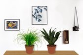 Set van 2 Kamerplanten - Draceana Compacta & Cyperus Zumula - ±  30cm hoog - 12cm diameter