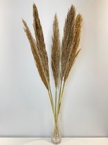 Pampasgras | Pampas pluimen | Pampas pluimen gedroogd | Rietgras xl | Droogbloemen | 100cm | 5stuks | Naturel