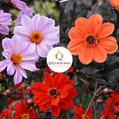 Bishop Dahlia pakket | 3 stuks | Knol | Oranje | Rood | Roze | Dahlia Knollen van Top Kwaliteit | Zomerbloeiend Bloembollen Pakket | 100% Bloeigarantie | QFB Gardening