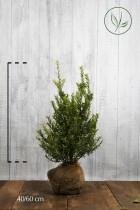 10 stuks | Japanse hulst Blondie ® Kluit 60-80 cm | Standplaats: Halfschaduw/Schaduw/Volle zon | Latijnse naam: Ilex crenata Blondie ®