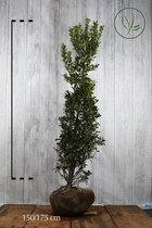 10 stuks | Hulst Heckenpracht Kluit 150-175 cm | Standplaats: Halfschaduw/Schaduw | Latijnse naam: Ilex meserveae Heckenpracht