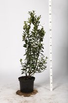 10 stuks | Hulst ‘Heckenpracht’ Pot 80-100 cm Extra kwaliteit - Formele haag - Inbraakwerend - Wintergroen - Zeer winterhard