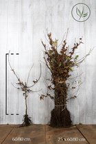 25 stuks | Haagbeuk Blote wortel 60-80 cm - Bladverliezend - Geschikt als hoge en lage haag - Makkelijk te snoeien - Prachtige herfstkleur