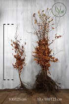 25 stuks | Groene beuk Blote wortel 100-125 cm Normale kwaliteit - Bladverliezend - Populair bij vogels - Prachtige herfstkleur - Snelle groeier