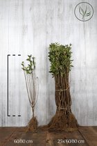 25 stuks | Haagliguster Blote wortel 60-80 cm - Bladverliezend - Populair bij vogels - Semi-bladhoudend - Vruchtdragend - Weinig onderhoud