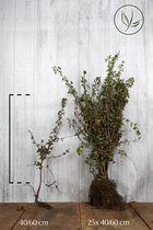 25 stuks | Meidoornhaag Blote wortel 40-60 cm - Bladverliezend - Bloeiende plant - Inbraakwerend - Populair bij vogels