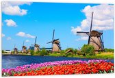 Tuinposter – Nederlandse Molens met Tulpen - 120x80cm Foto op Tuinposter  (wanddecoratie voor buiten en binnen)