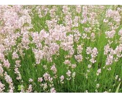 6 x Lavandula Angustifolia 'Rosea' - Lavendel pot 9x9cm