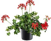 Geranium - hang - Oostenrijkse hang geraniums - enkelbloemig - rood - 6 planten