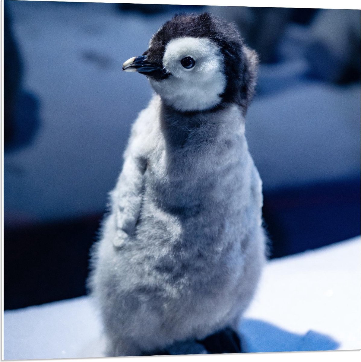 Forex - Pluizige Baby Pinguïn  - 80x80cm Foto op Forex