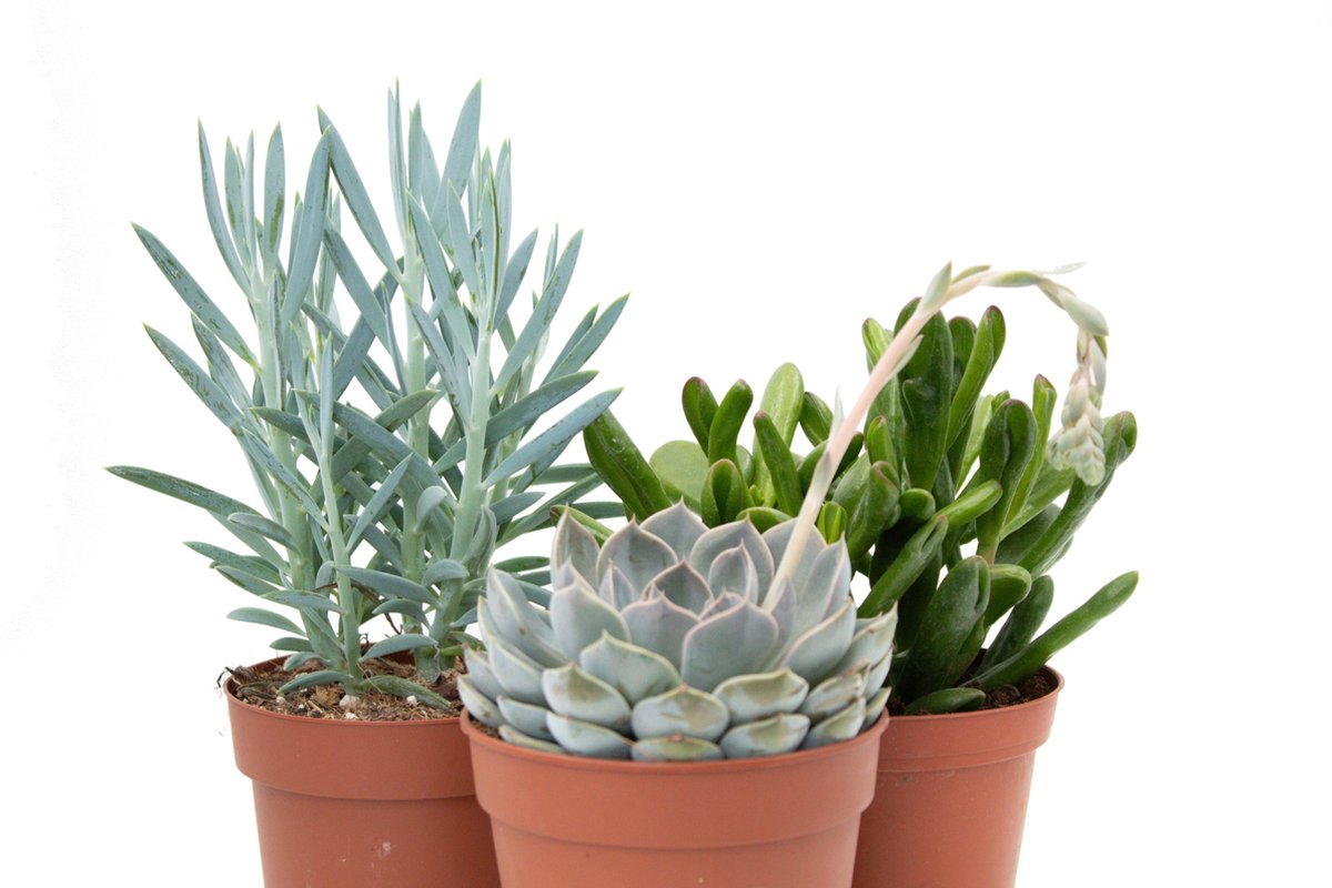 Ikhebeencactus Interieur set (12 cm) 3st vetplant
