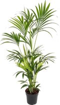 Kentia palm 135 cm