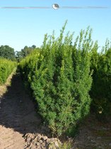 Venijnboom Taxus media Hicksii 140-160 cm, 8x Haagplant