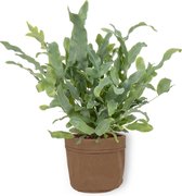 Kamerplant Phlebodium Blue Star – Blauwvaren - ± 25cm hoog – 12 cm diameter - in bruine sierzak