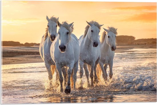 Acrylglas - Witte Andalusiër Paarden op het Strand   - 60x40cm Foto op Acrylglas (Met Ophangsysteem)