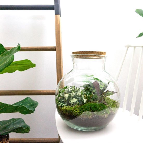 DIY Planten terrarium (met licht) - Teddy Bonsai - 25cm - ↕26,5cm - M