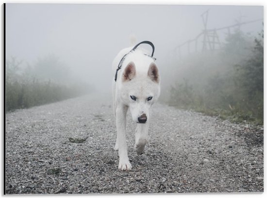 Dibond - Witte Hond op Grauw Pad - 40x30cm Foto op Aluminium (Wanddecoratie van metaal)