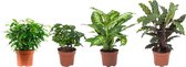 FloriaFor - Combibox Kamerplanten (Ficus Green Kinky, Coffea Arabica,Dieffenbachia Compacta , Calathea Rufibarba) - - ↨ 25cm - ⌀ 12cm