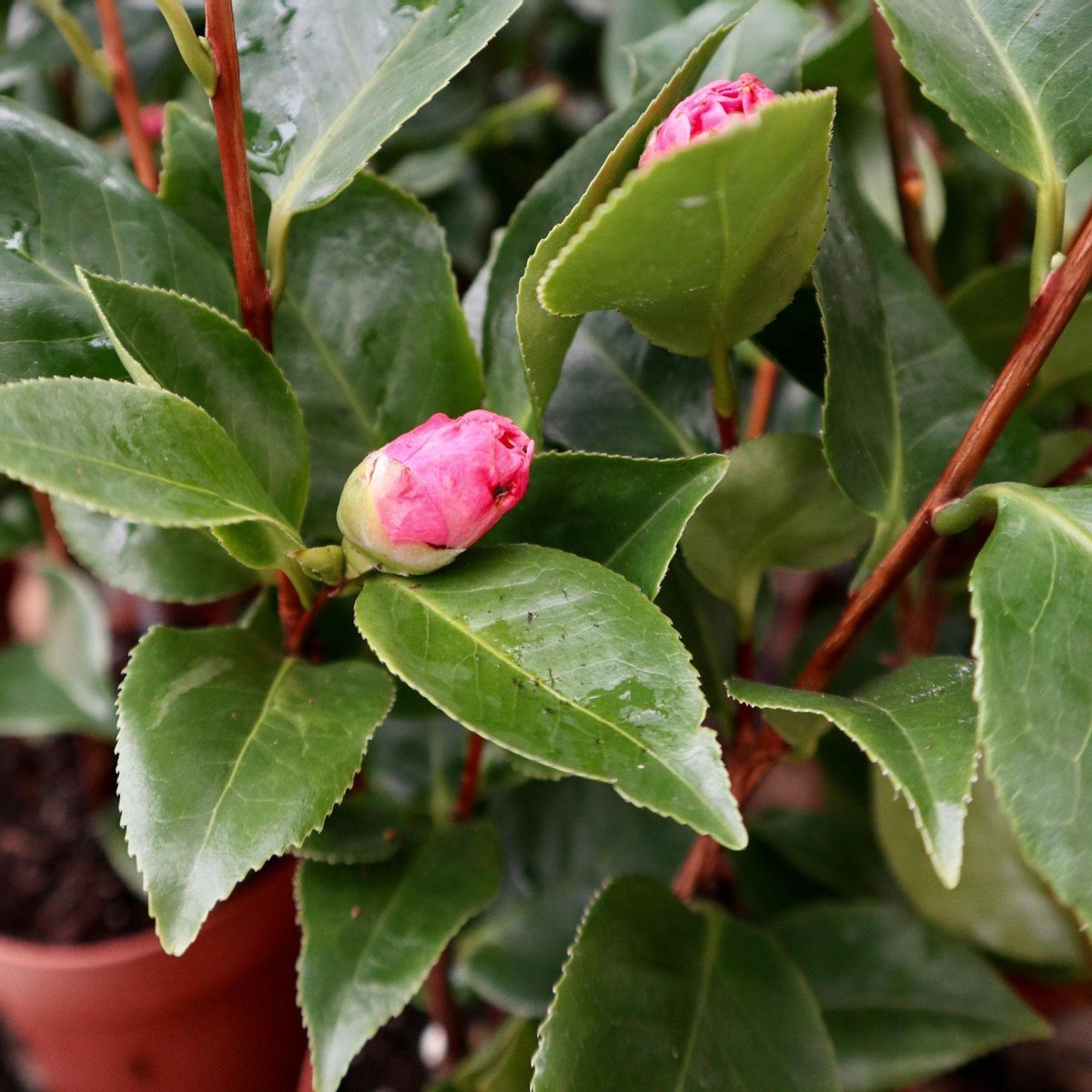 3x Camellia japonica Dr. King ↑60cm Ø15cm