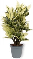 Kamerplant Croton Tamara - ± 50cm hoog - 19cm diameter