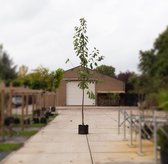 Boom - Prunus a. Stella ‘Prunus a. 'Stella'’ totaalhoogte 400-500 cm stamomtrek 14-18 cm