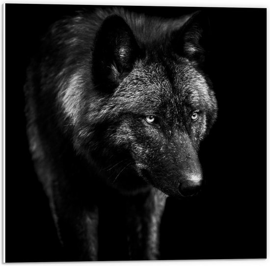 Forex - Boze Wolf (Zwart-Wit) - 50x50cm Foto op Forex