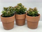Succulent- Crassula Minor- Terracotta pot- 3 stuks- 12cmØ- ±17cm hoog