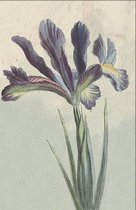 Dubbele kaart met env. Iris 11,5x17,5cm